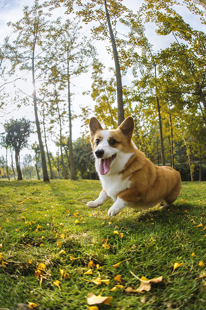 【均木纪实宠物摄影】