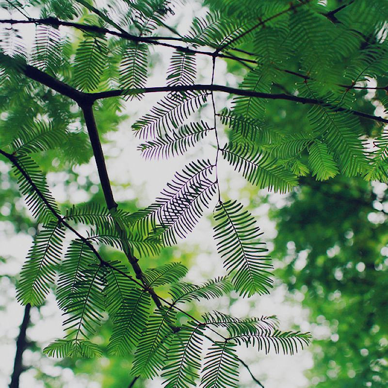 种桃种李种春风