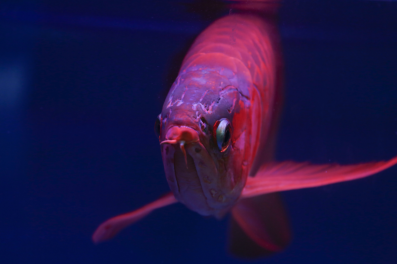 2019年5月广州琶洲华南宠物用品展