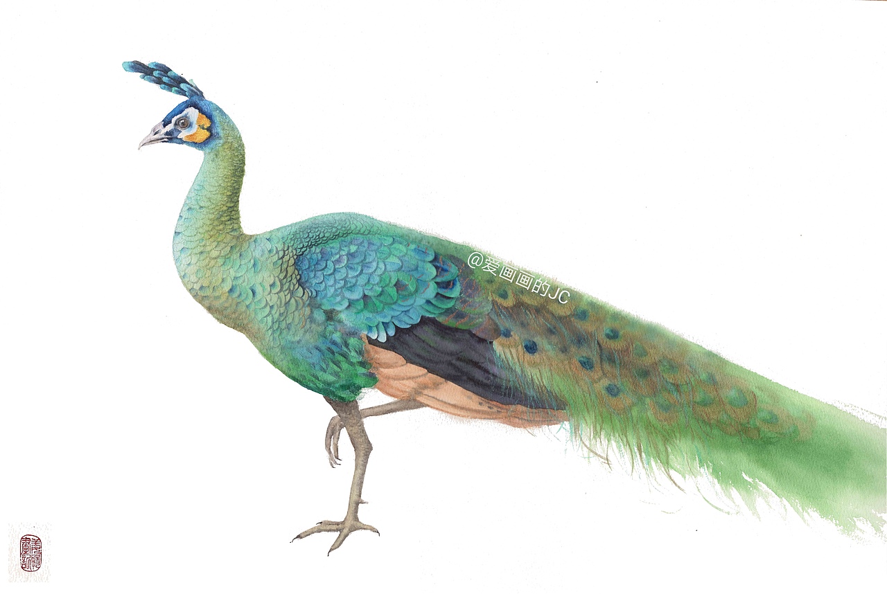 水彩绿孔雀白底