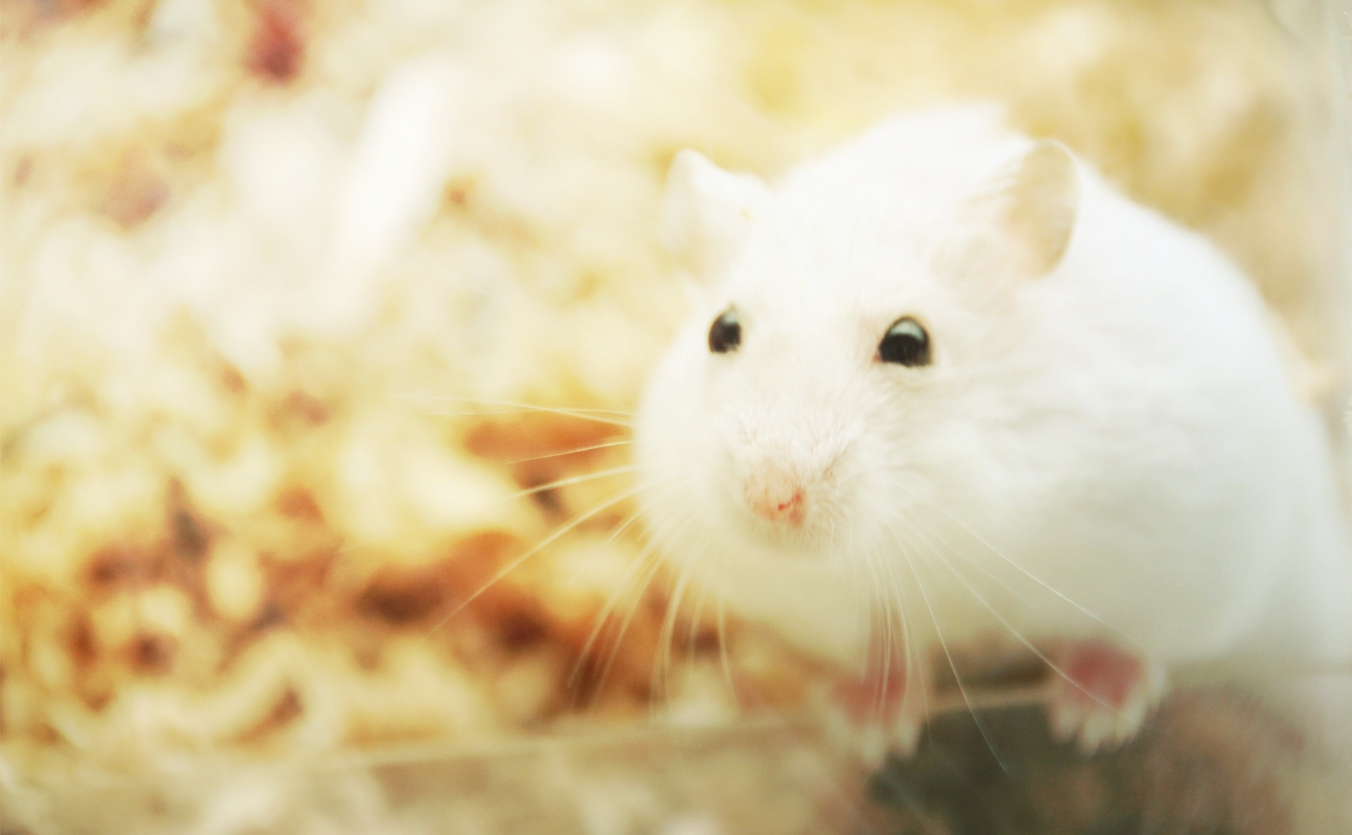 来自一只仓鼠微笑