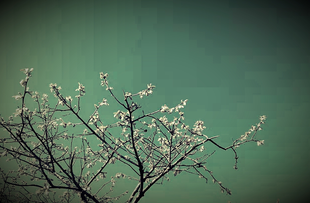 滤镜（图ZMTQ5NzQ1Mzky） - 风光摄影 - 站酷设计师王大毛毛原创素材 - 站酷ZCOOL