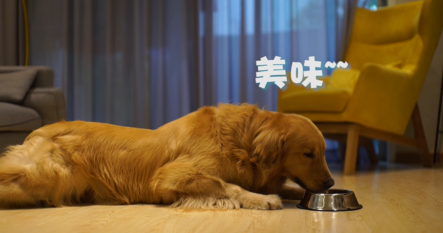 打造宠物明星系列视频抖音快手