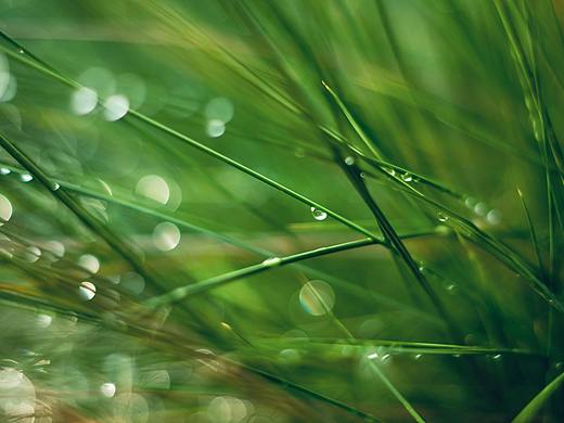 雨后草丛