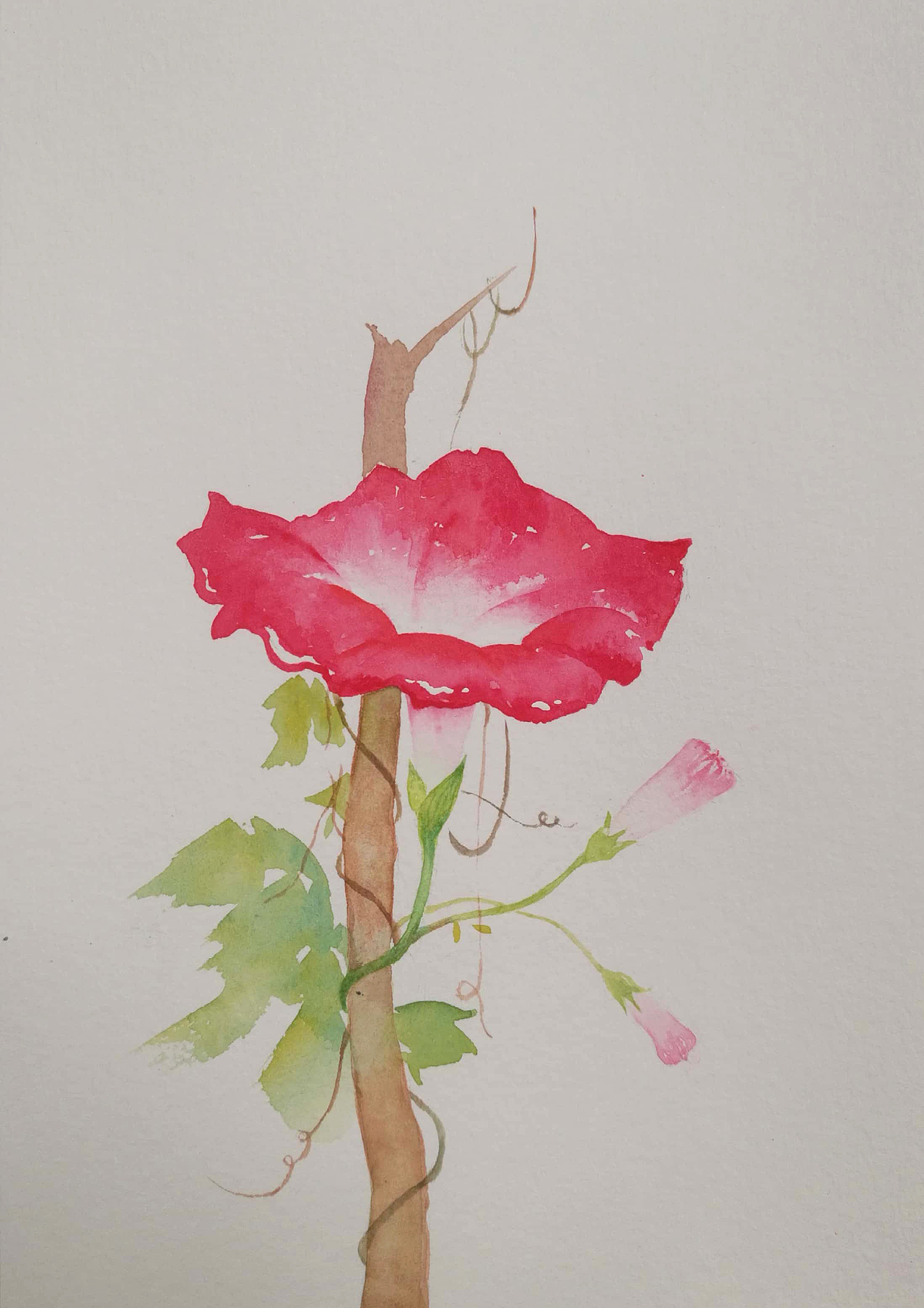 朝颜~~牵牛花（图ZMTYzNjc4NTU2） - 绘画 - 站酷设计师潜水的咸鱼原创素材 - 站酷ZCOOL