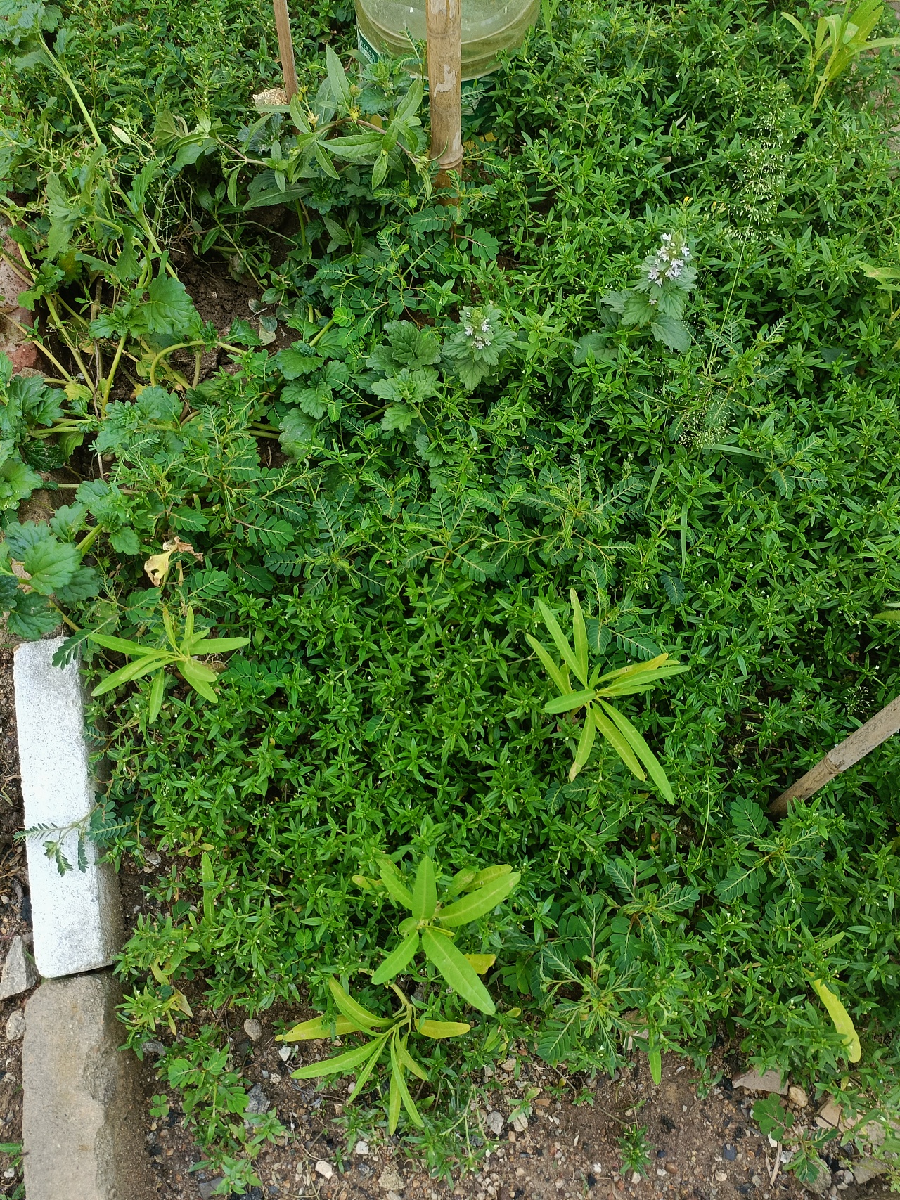 《心泛起了涟漪》