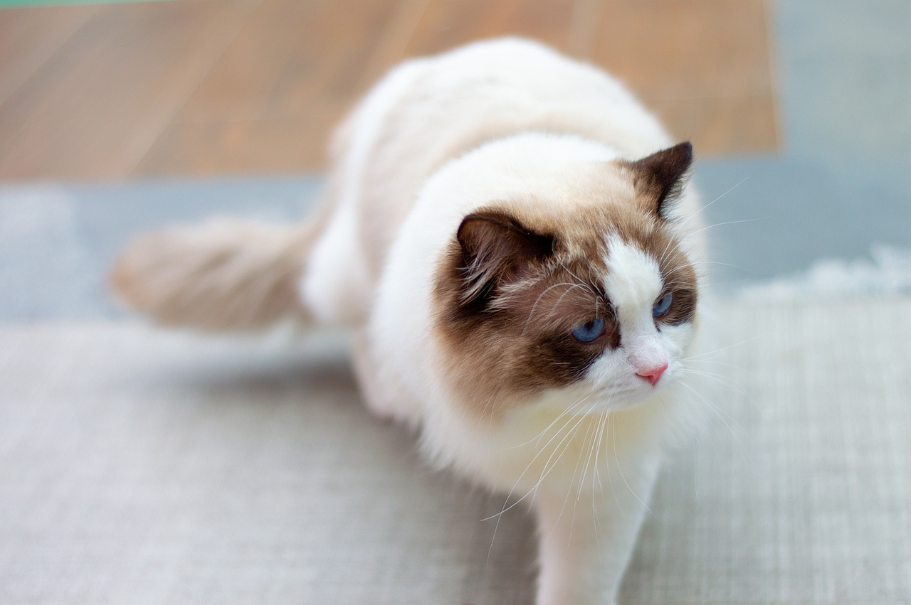 《造痒计划》猫咪相亲大会