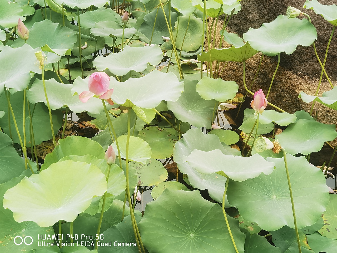 夏荷（图ZMzczODM2NjAw） - 风光摄影 - 站酷设计师给生命提纯原创素材 - 站酷ZCOOL