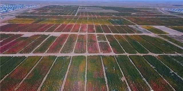 甘肃省天祝县高原藜麦