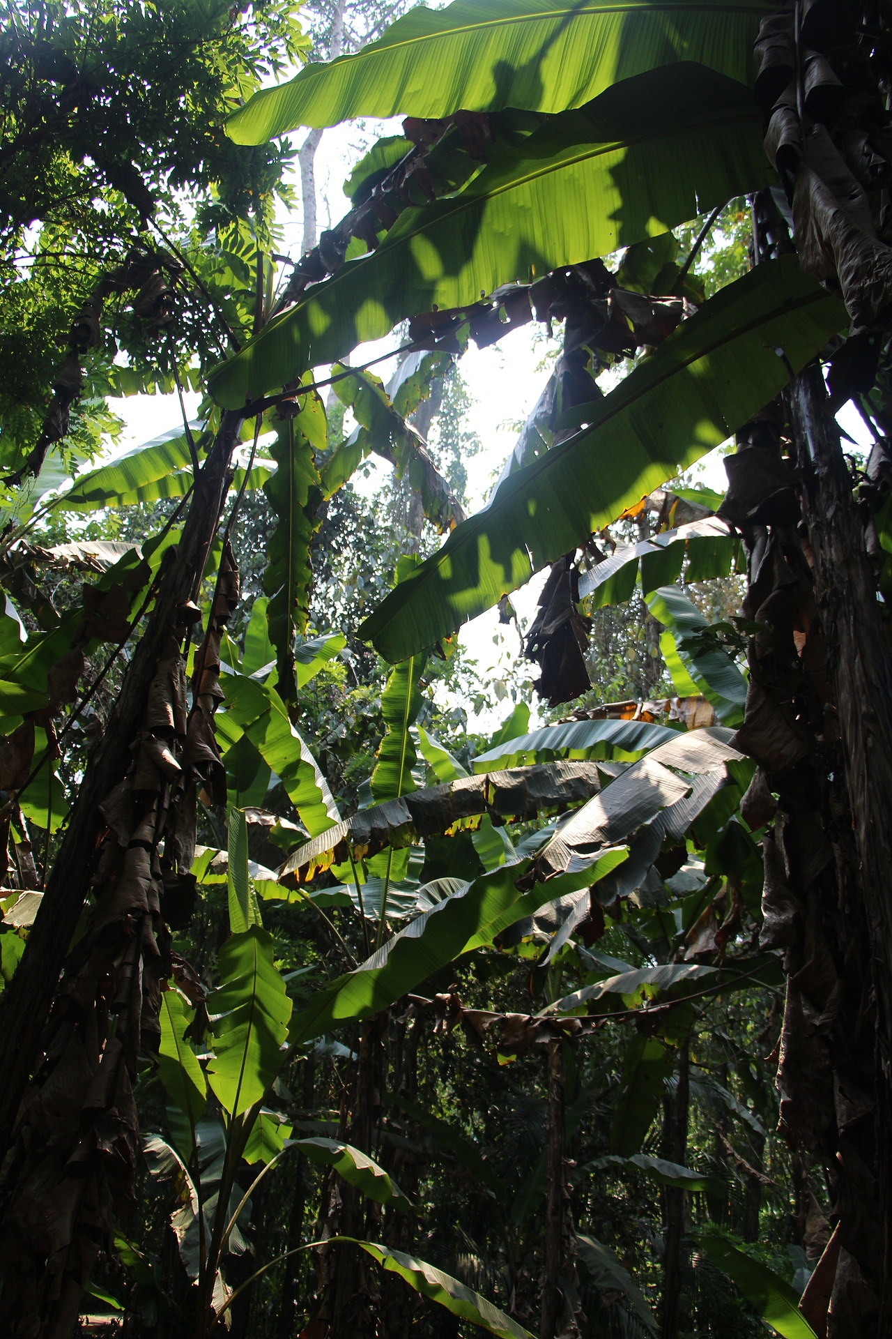 西双版纳（图ZMTYyNjQ0MDEy） - 风光摄影 - 站酷设计师白色的星期六原创素材 - 站酷ZCOOL