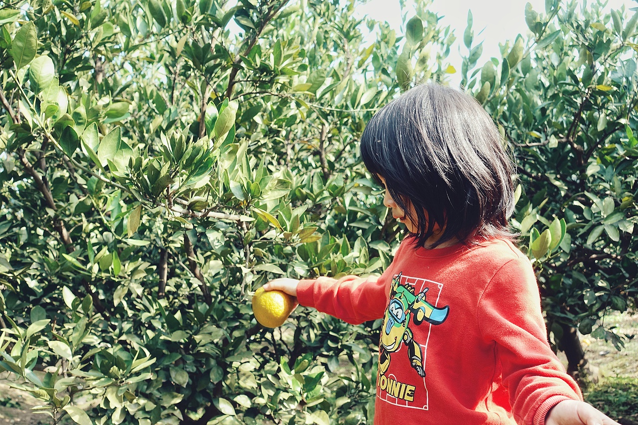 橘子园（图ZMjg5MzEzNDUy） - 人像摄影 - 站酷设计师jiongxiaoxiao原创素材 - 站酷ZCOOL