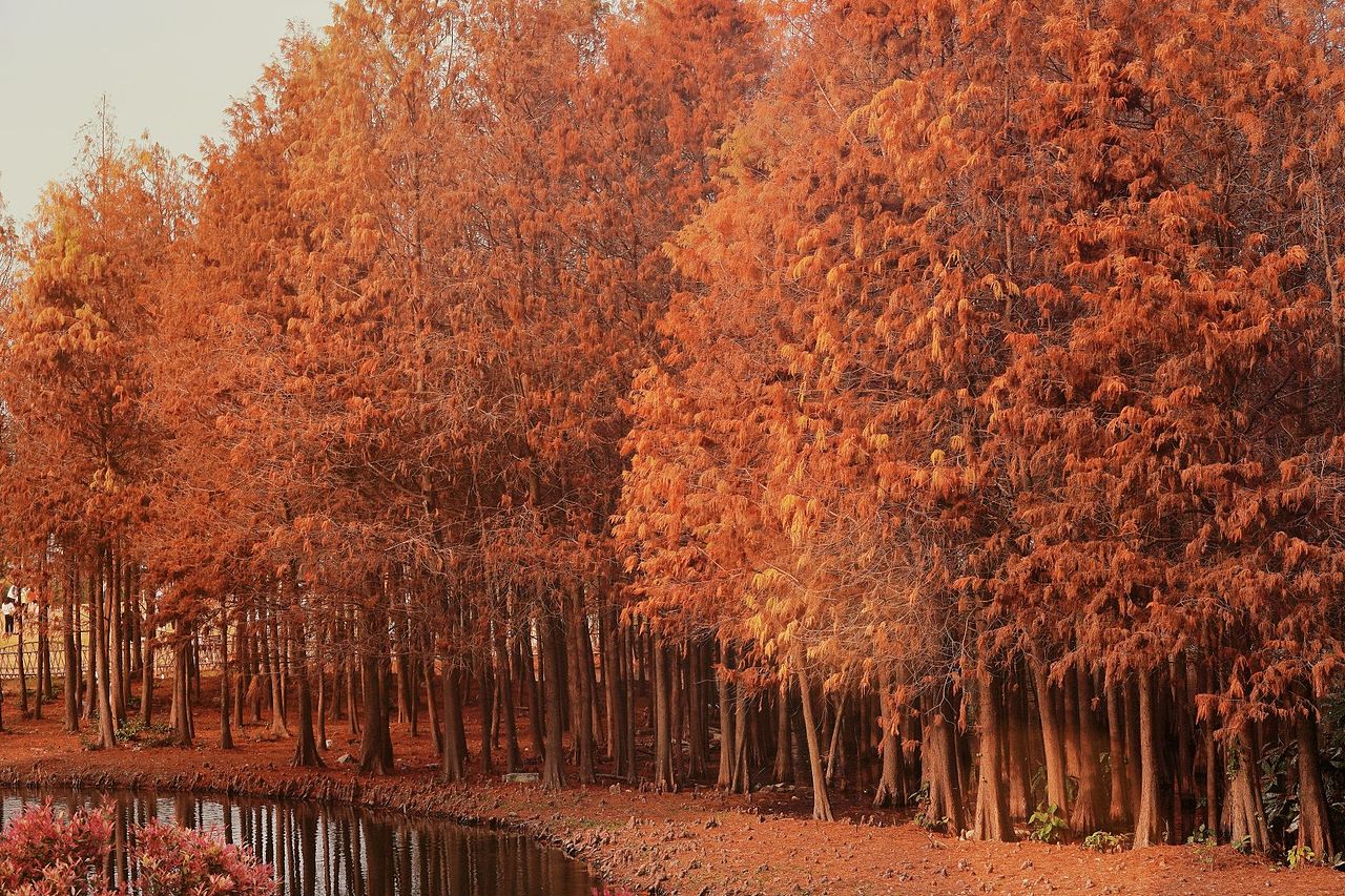 海上明月共潮生