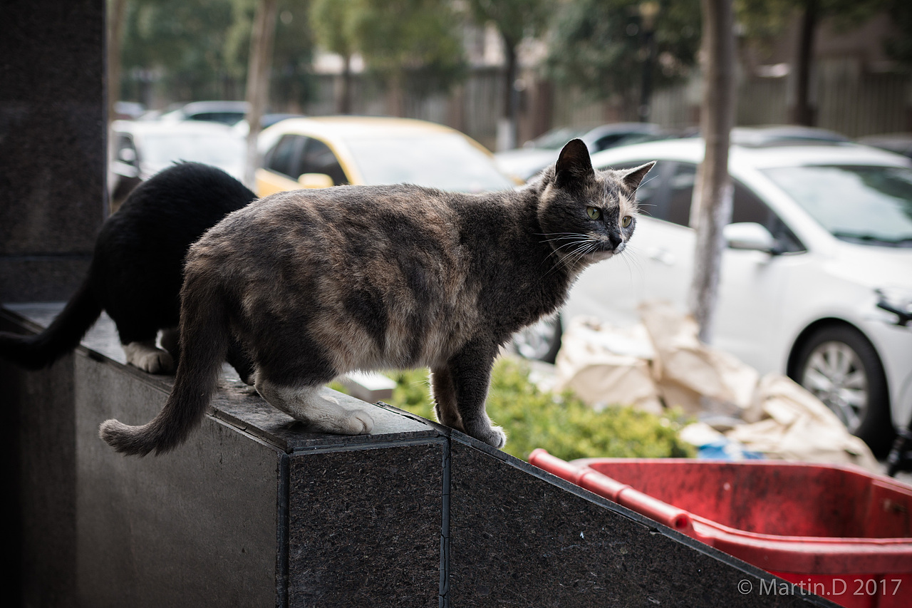 毛色罕有的珍兽“阿丑”