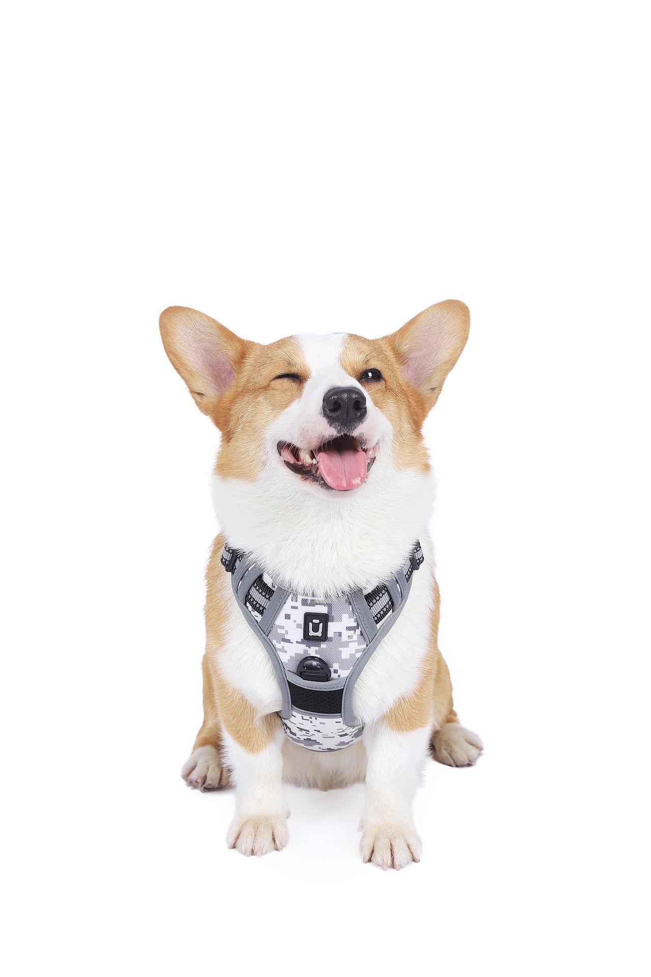 宠物产品摄影|狗背带