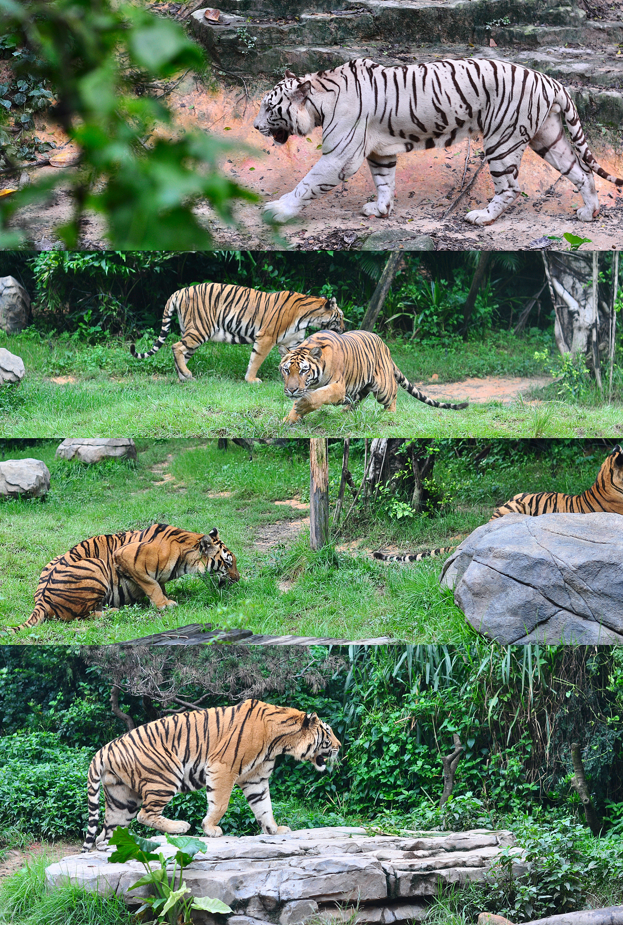 广州狂野动物园图片