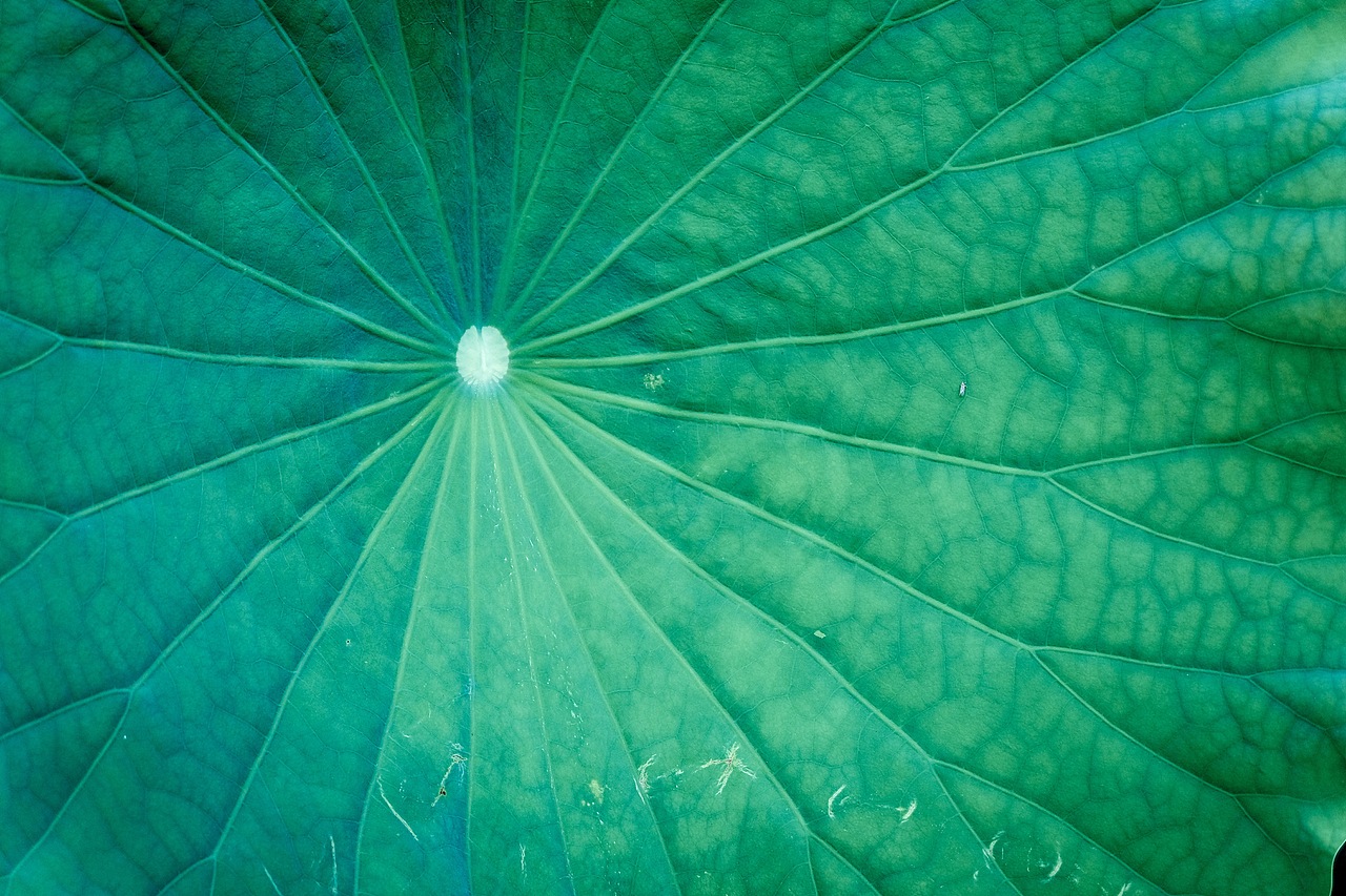 向往一抹清凉，生活是平平淡淡的美好（图ZMTIyMjI4MzUy） - 风光摄影 - 站酷设计师仰天大笑出门去3原创素材 - 站酷ZCOOL