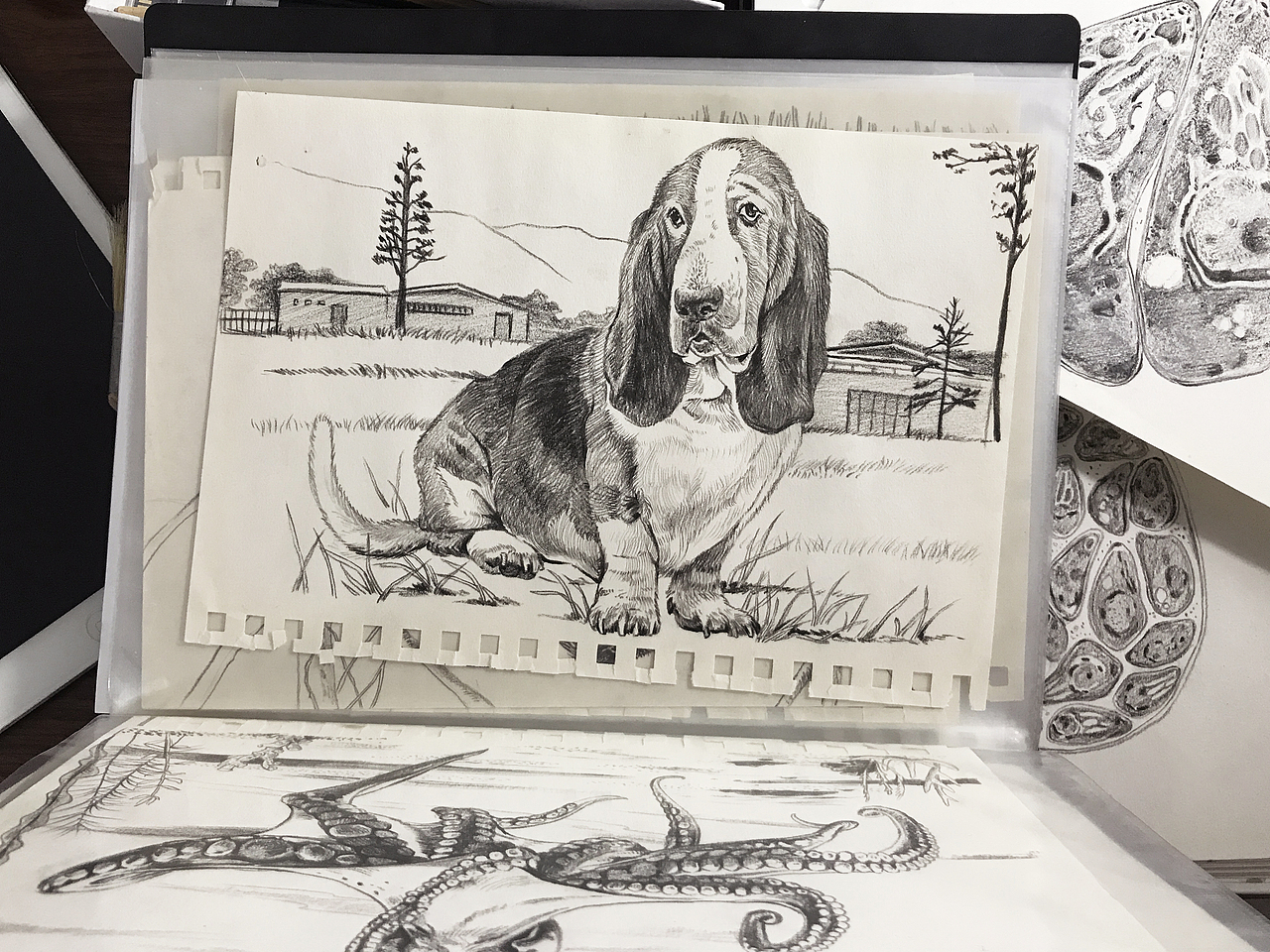 科普插画｜披上动物的外衣 