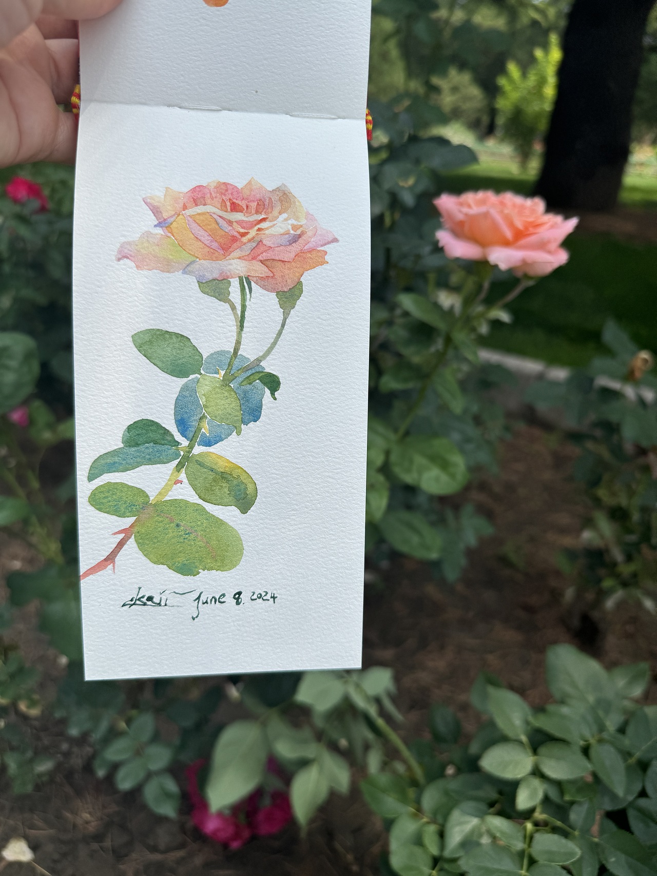 2024天坛月季园写生合集（2）（图ZMzgzNTEzODgw） - 绘画 - 站酷设计师x_kaii原创素材 - 站酷ZCOOL