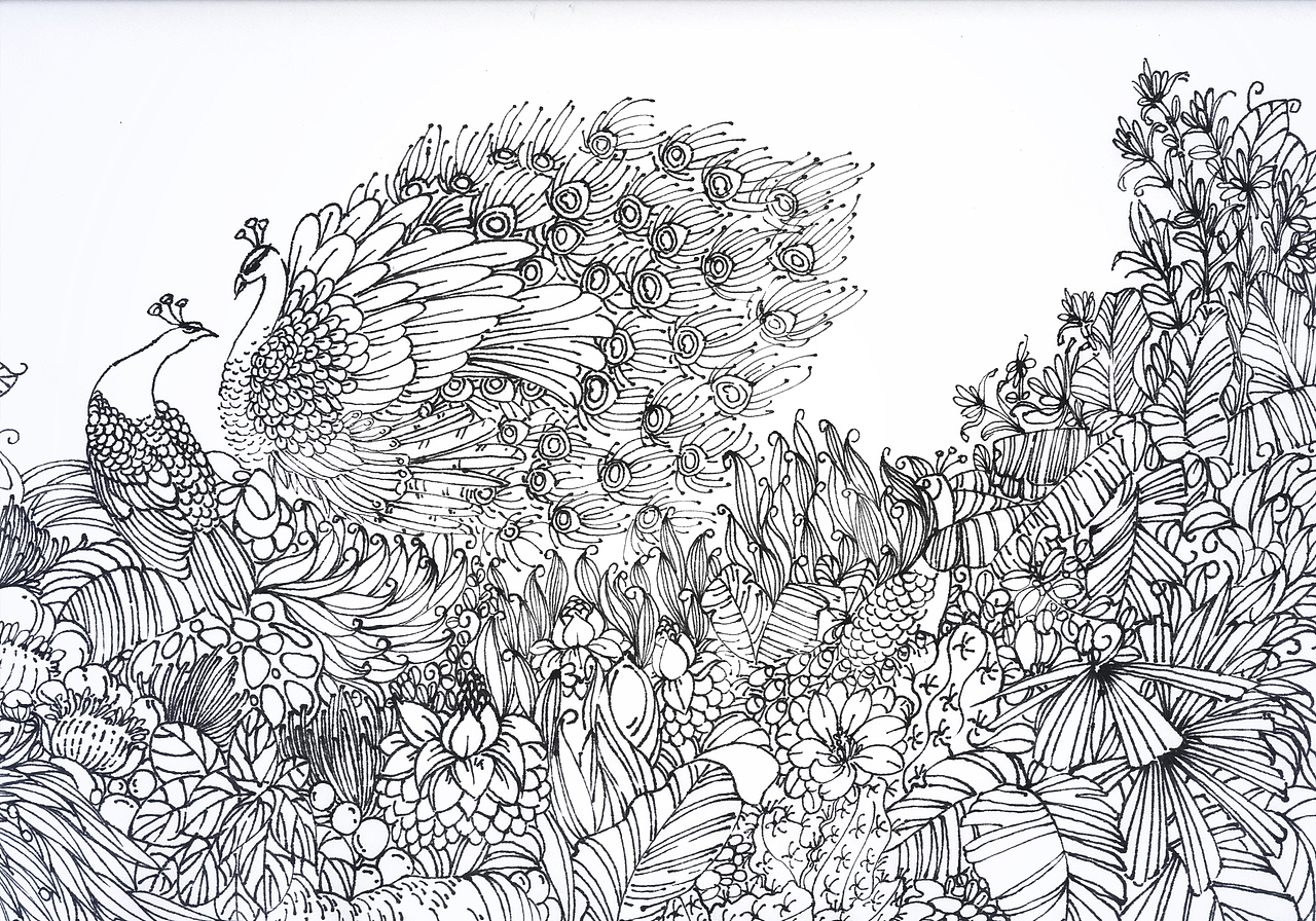 原创插画【孔雀】 古树普洱茶|雨林特制孔雀-新道包装设计