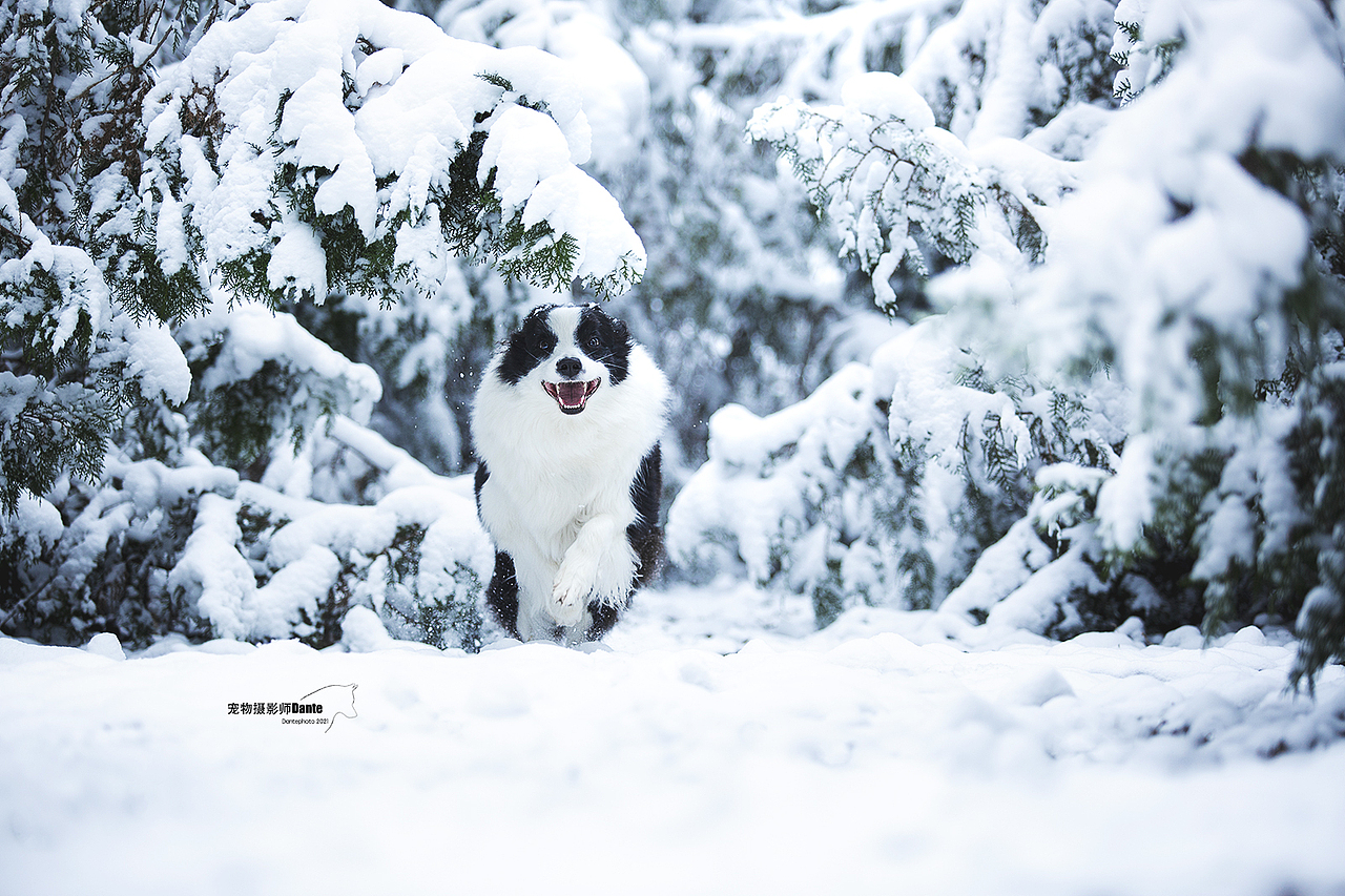 雪景边牧（图ZMjgwNTM3NDg4） - 宠物摄影 - 站酷设计师dantephoto原创素材 - 站酷ZCOOL