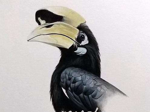 三种中国本土犀鸟