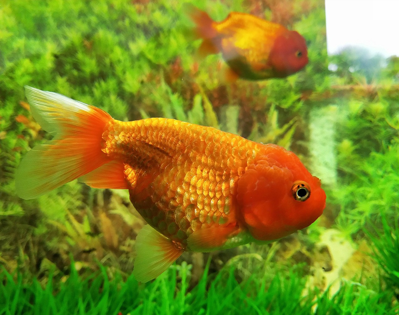 鱼来鱼🐠往（图ZMTk1MDE3NDgw） - 其他摄影 - 站酷设计师刘大芮原创素材 - 站酷ZCOOL