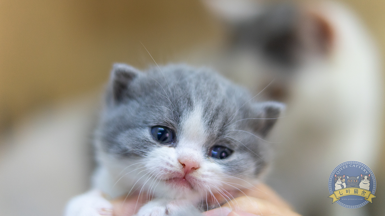 七叶英短猫舍英国短毛猫蓝白幼猫奶猫宠物猫摄影图