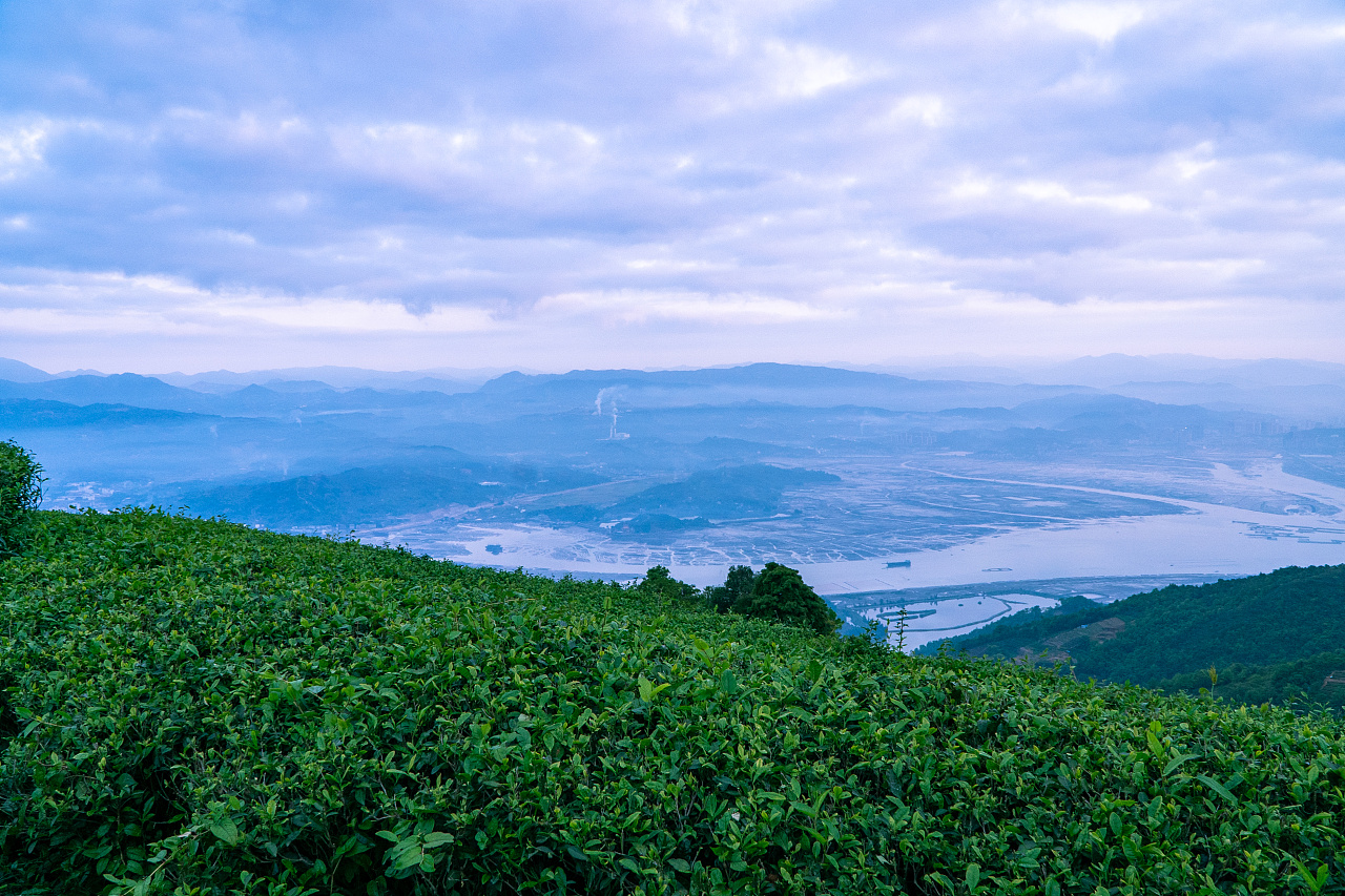 面朝大海的福鼎茶园