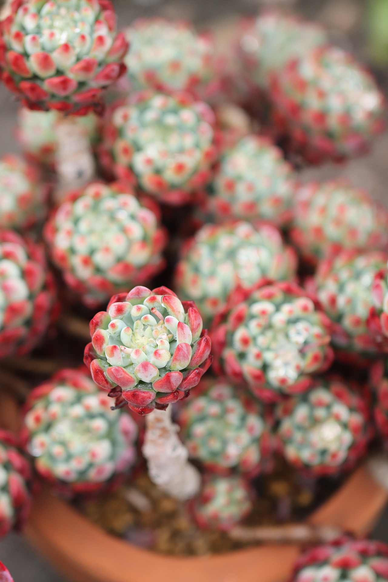 多肉（图ZMjU3MTM2MDM2） - 其他摄影 - 站酷设计师生活可爱原创素材 - 站酷ZCOOL