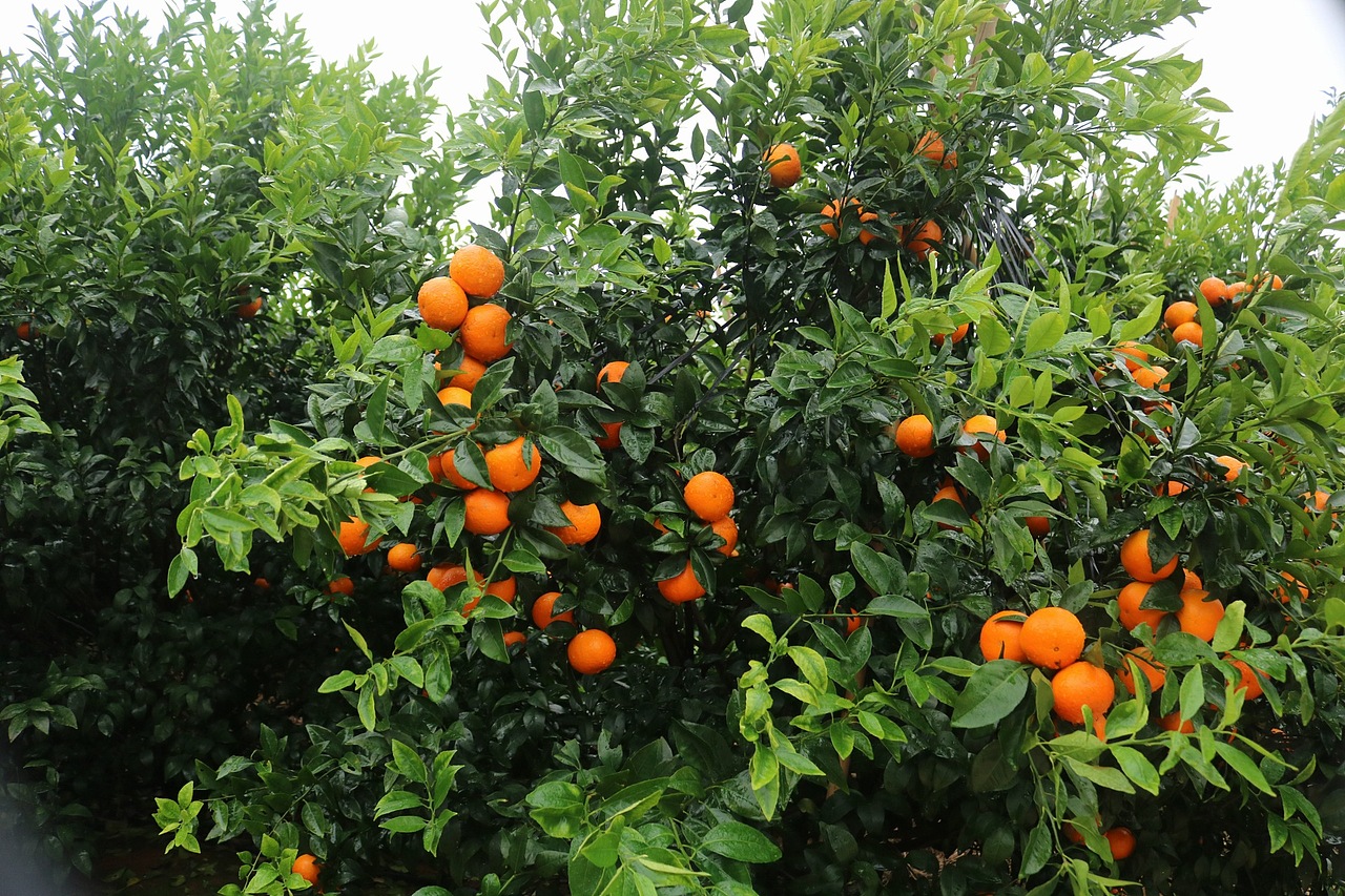 武鸣沃柑 老男人果品