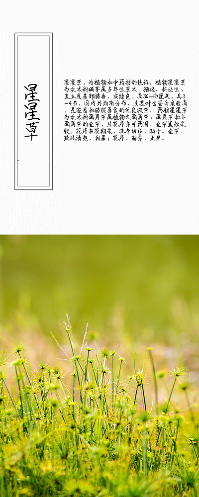 草本植物画册2
