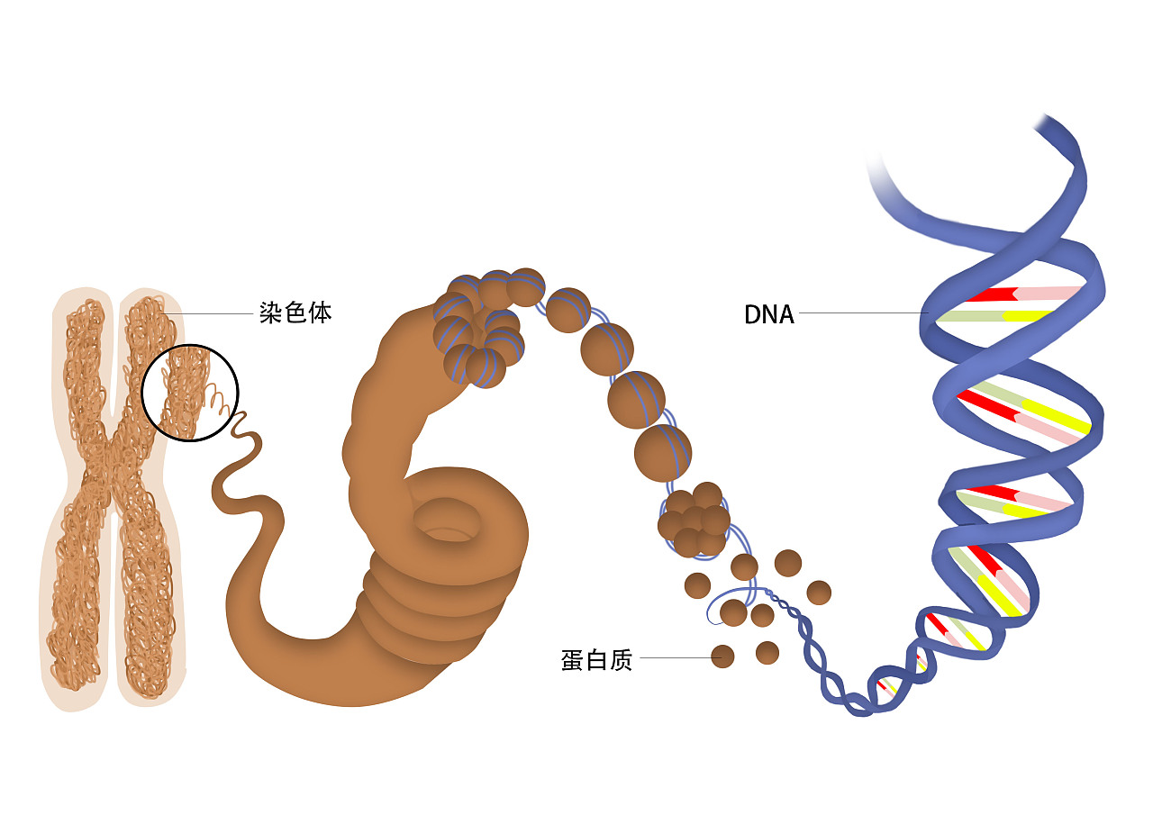 染色体组成示意图图片