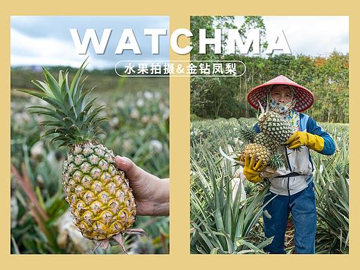 金钻凤梨/菠萝