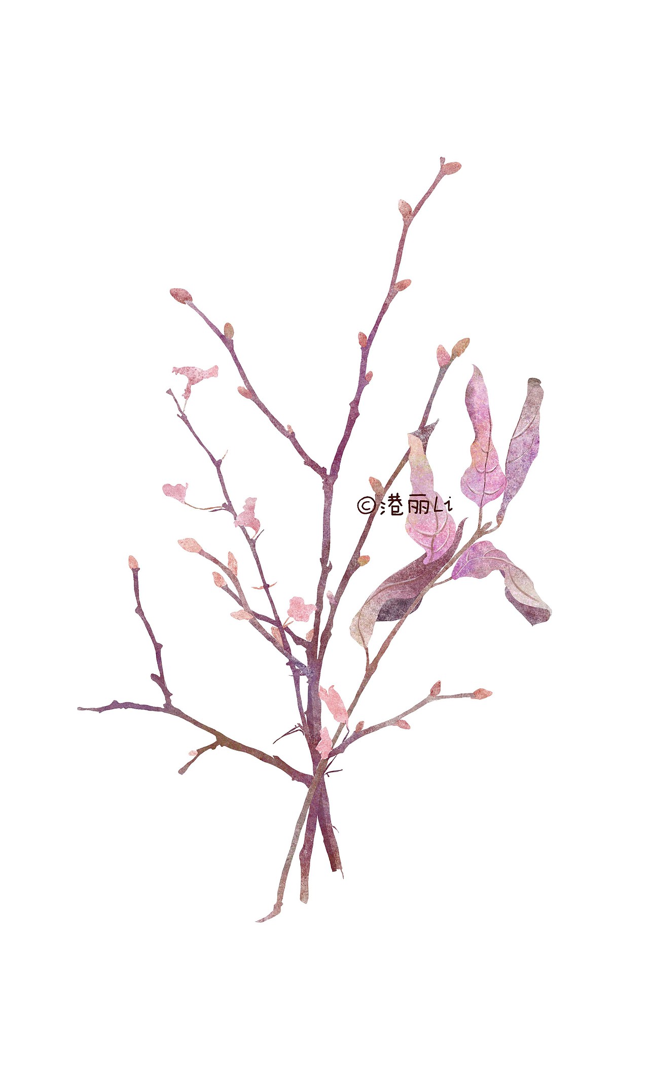 植物插画系列（图ZMTEzMTk1MTAw） - 艺术插画 - 站酷设计师Gangli港丽丽原创素材 - 站酷ZCOOL