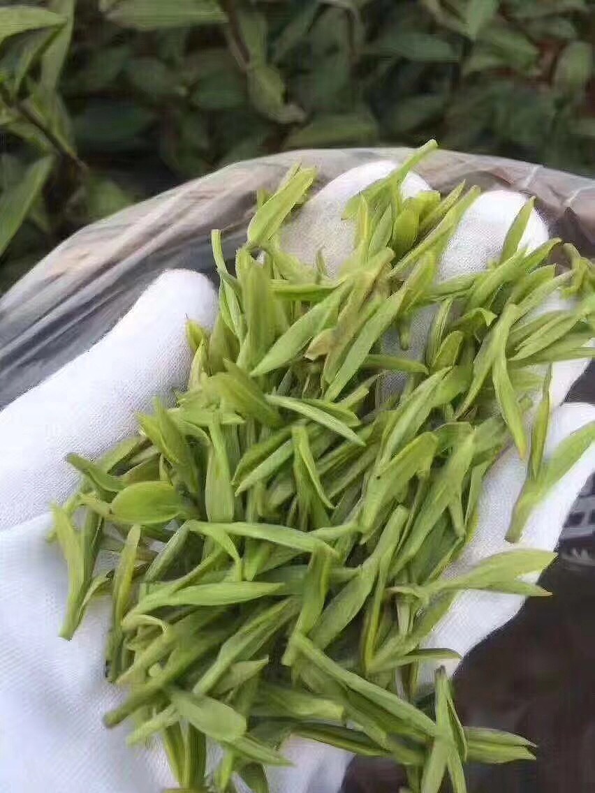 茶叶制作工艺图 制茶流程 高清图片