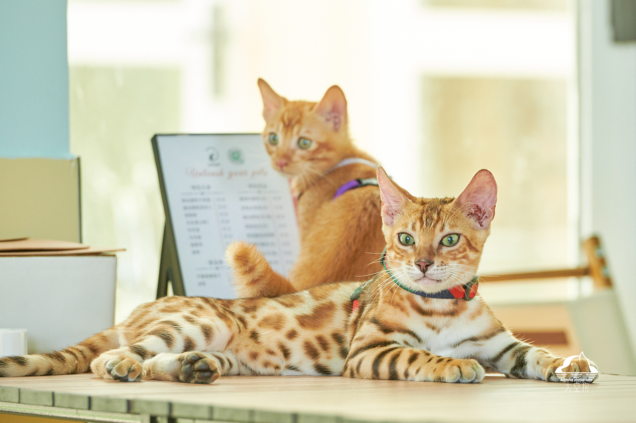 太空狗宠物摄影 孟加拉豹猫 田园猫