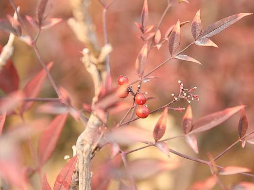 南天竺又名玉珊瑚