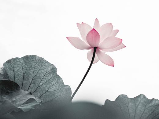 莲花绽放（个人主页-ZNDk3MTgyNzI=） - 产品摄影 - 站酷设计师飞云飞渡原创素材 - 站酷ZCOOL