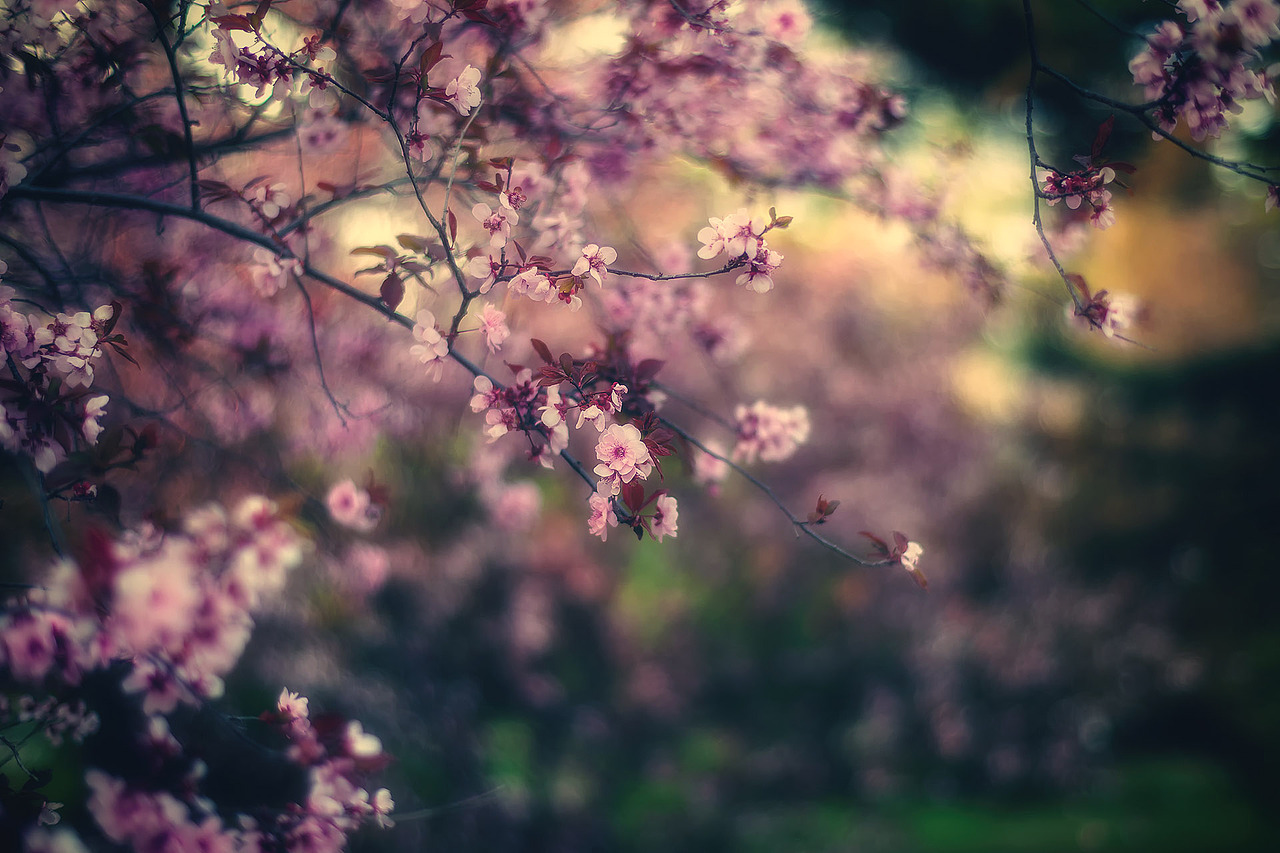 春誌2021（图ZMjU2NDk1MTg4） - 风光摄影 - 站酷设计师amhx原创素材 - 站酷ZCOOL