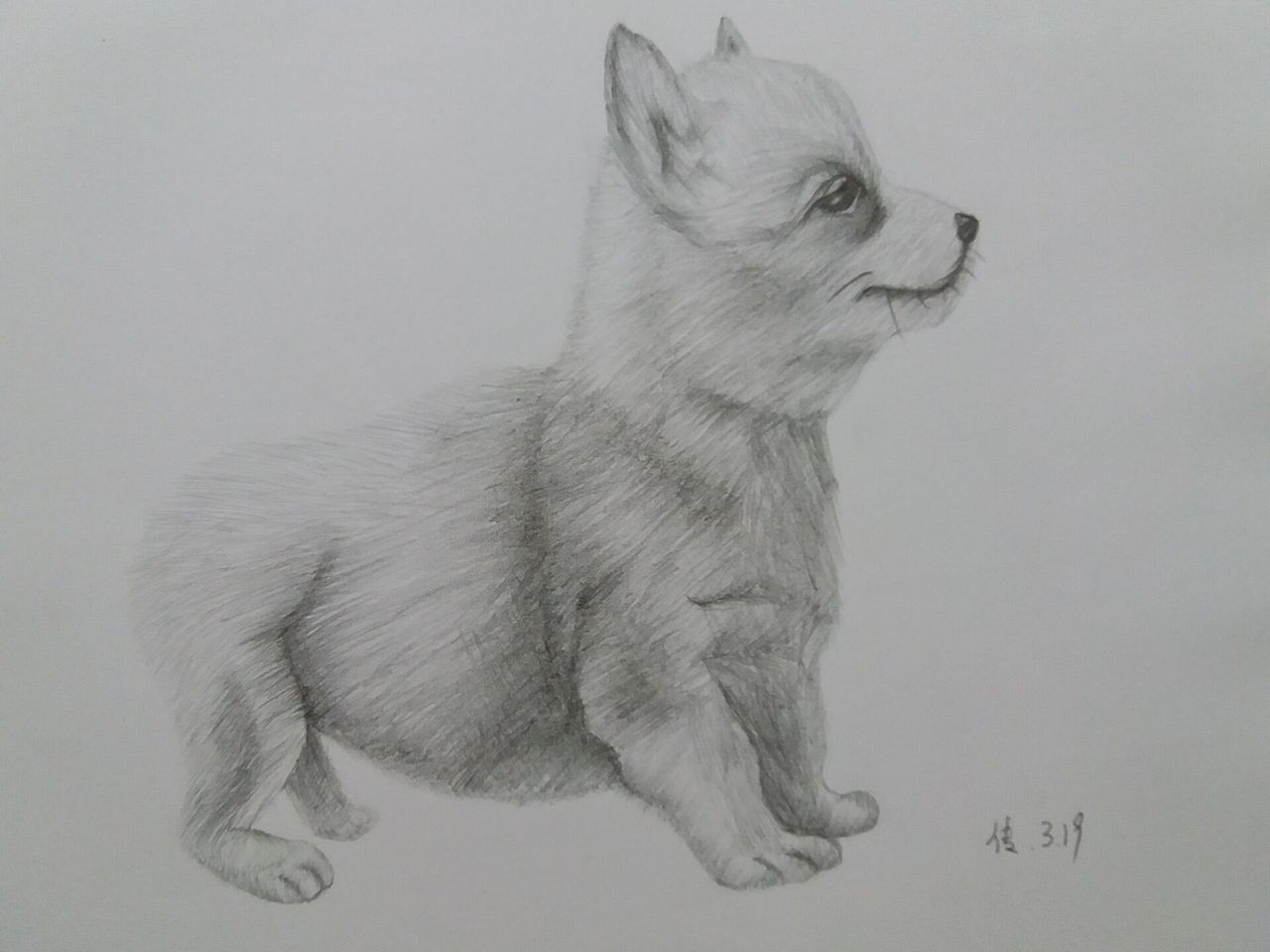 绘画,素描——没尾巴的狗,手绘动物,插画,速写