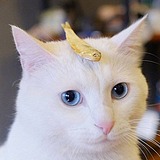 阿星ing的头像