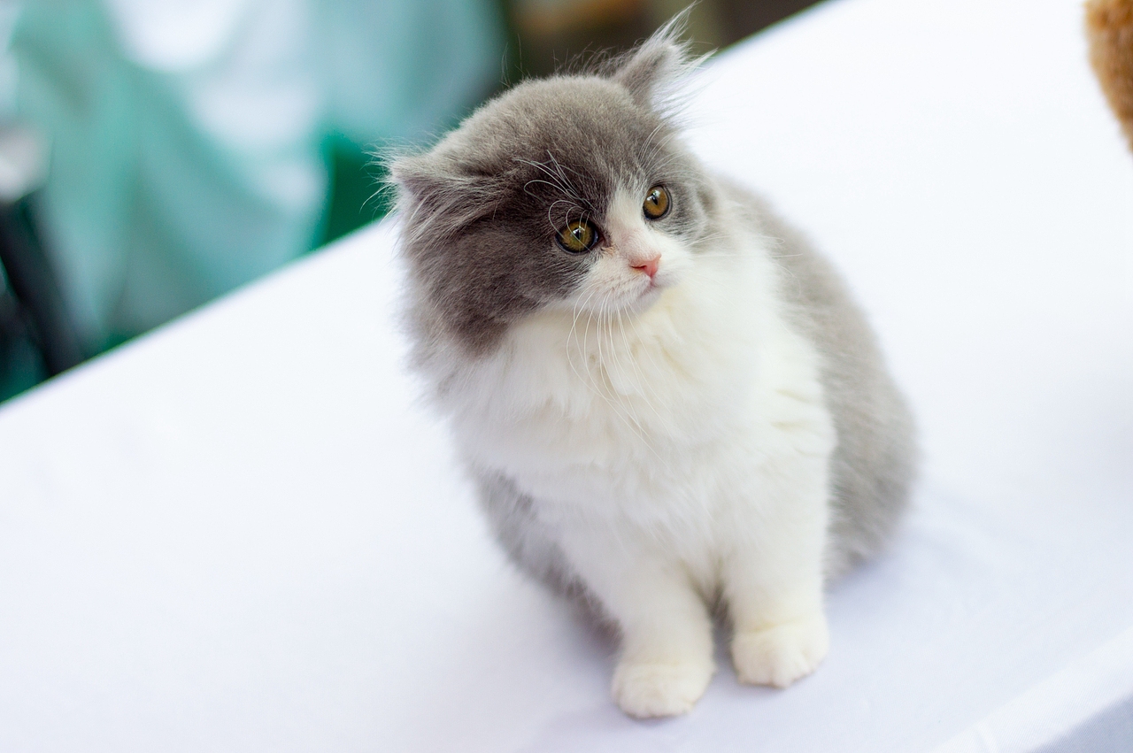 《造痒计划》猫咪相亲大会