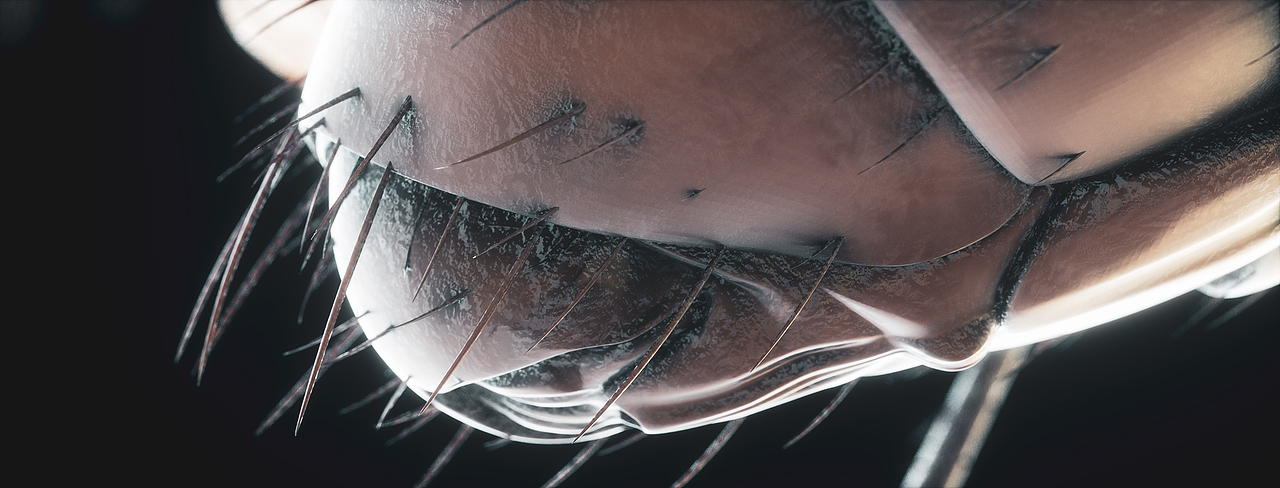 INSECT | REPRODUCTION