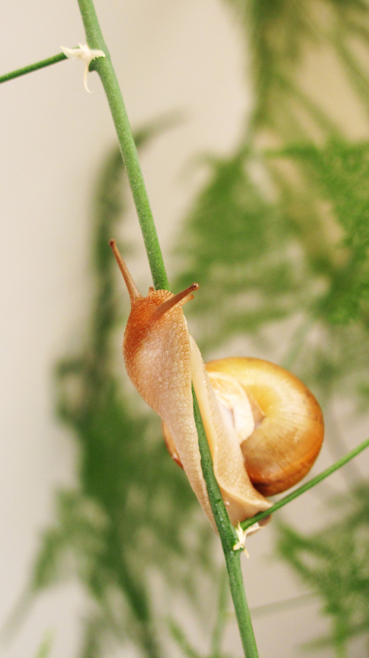 蜗牛|摄影|宠物摄影|slowdesign - 原创作品 - 站酷 (zcool)