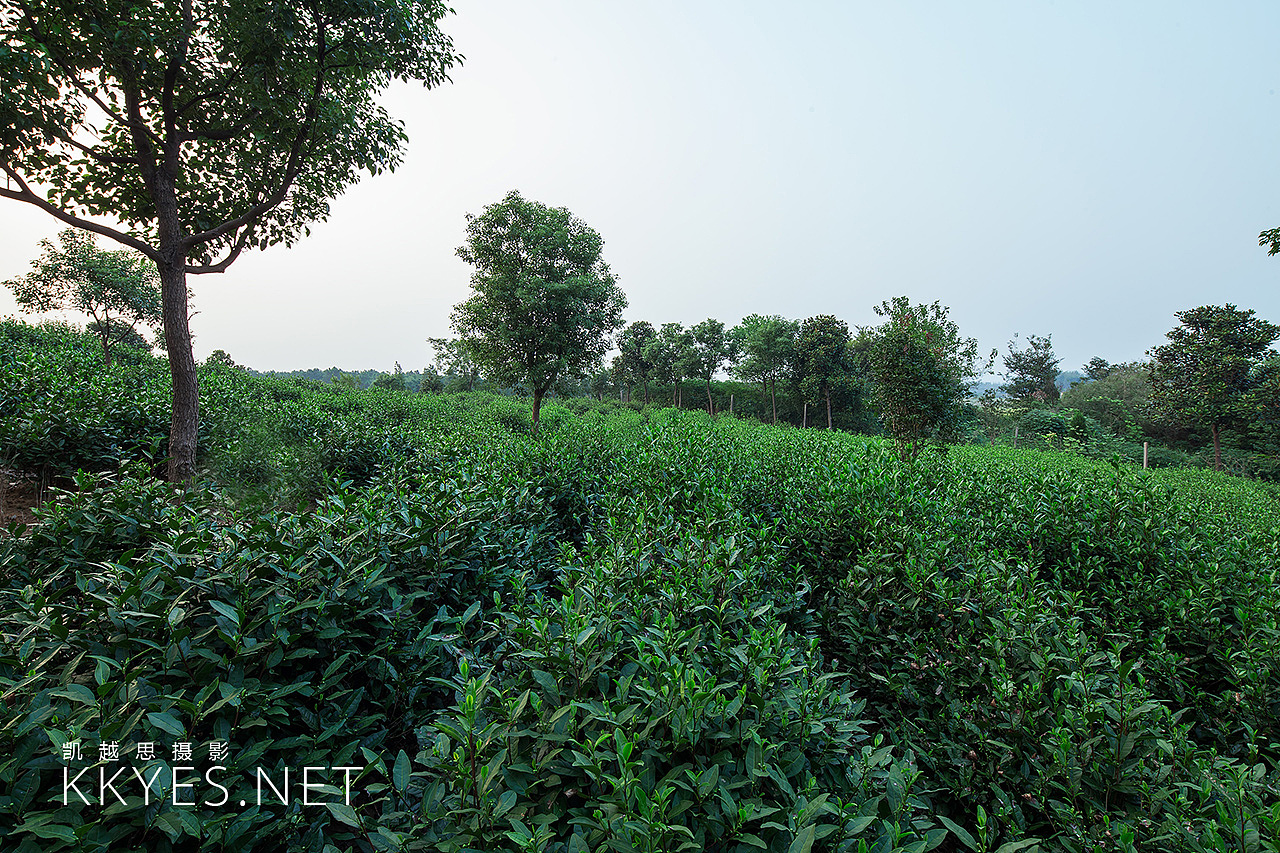 茶叶 茶场 茶馆 拍摄 静物产品摄影（图ZNjA1MzIyOTY=） - 产品摄影 - 站酷设计师金光高照商业摄影原创素材 - 站酷ZCOOL
