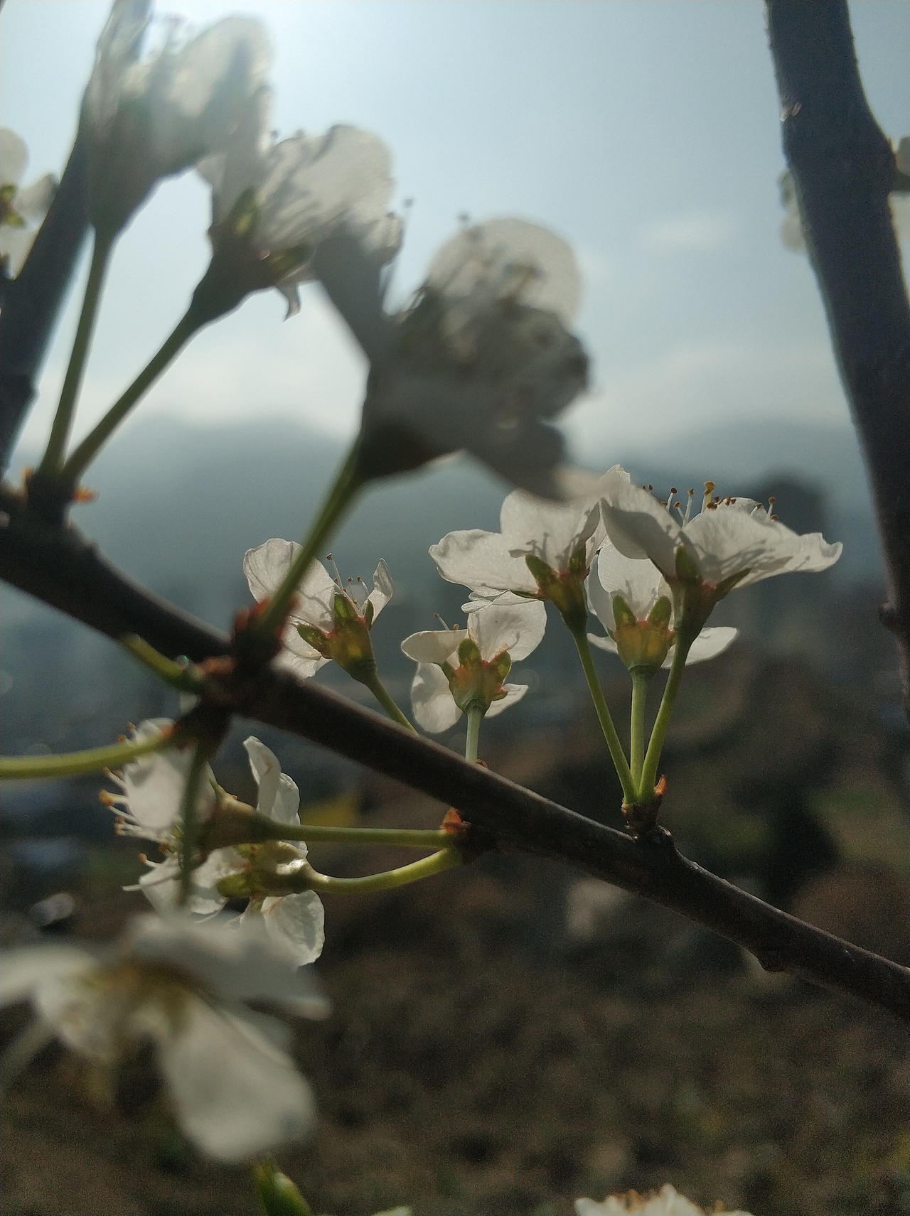 春，古月廴聿（图ZMTk4NTUwNTcy） - 风光摄影 - 站酷设计师古月廴聿原创素材 - 站酷ZCOOL