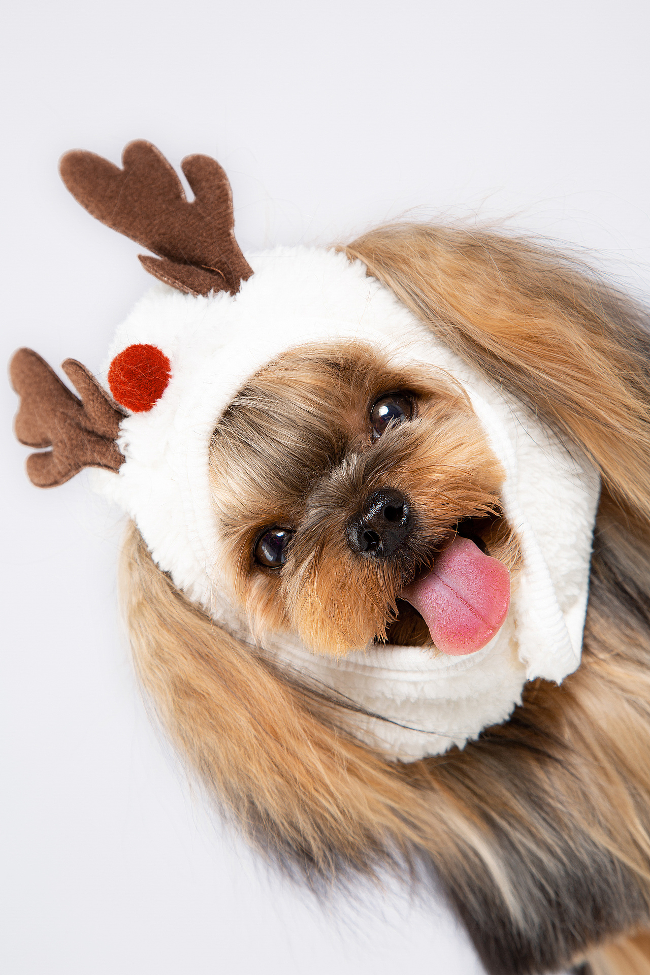 【動物照相館】合集