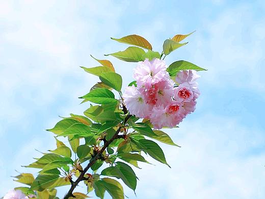 🌸定格春天的颜色🌸