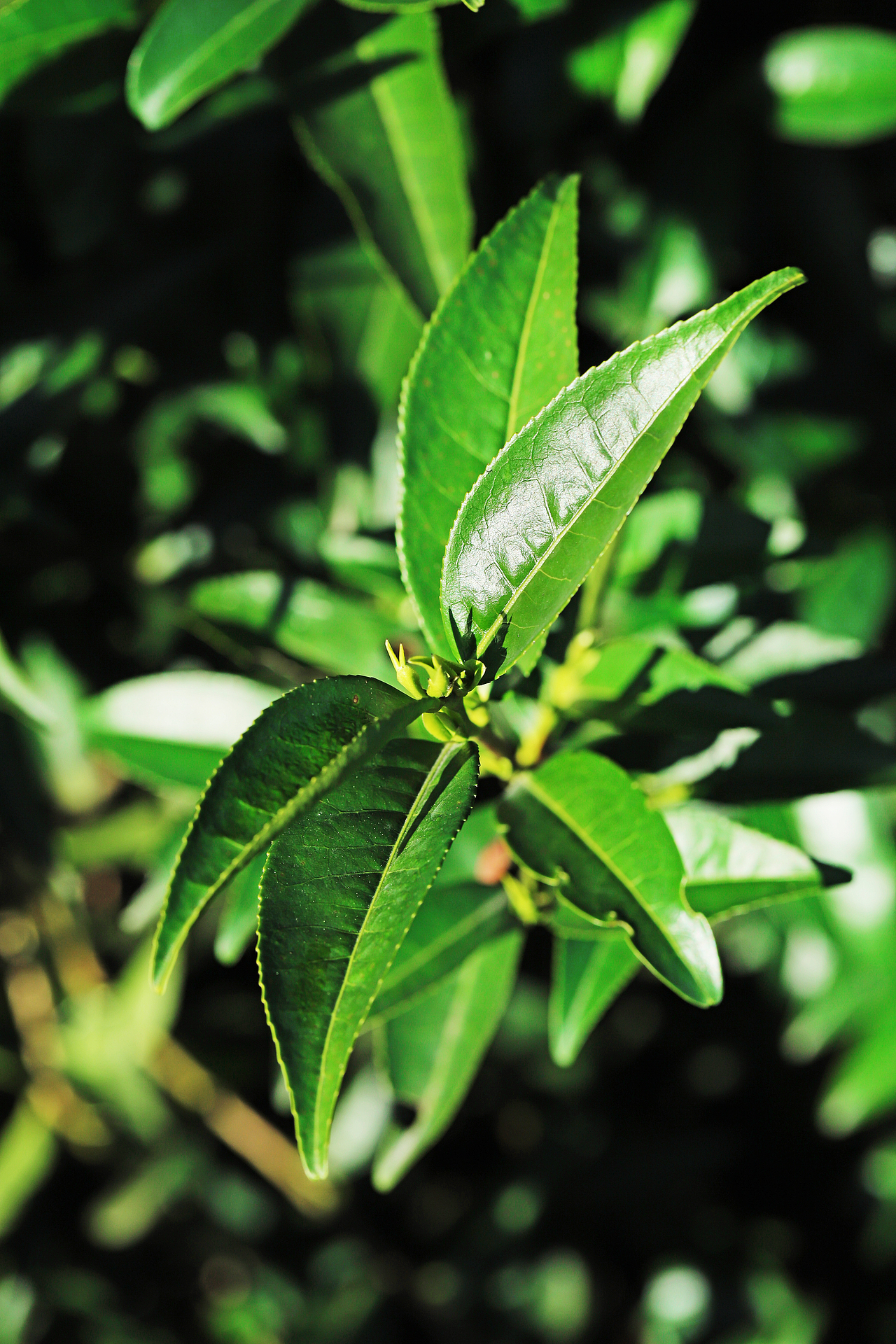 潮州凤凰山茶山照片图片