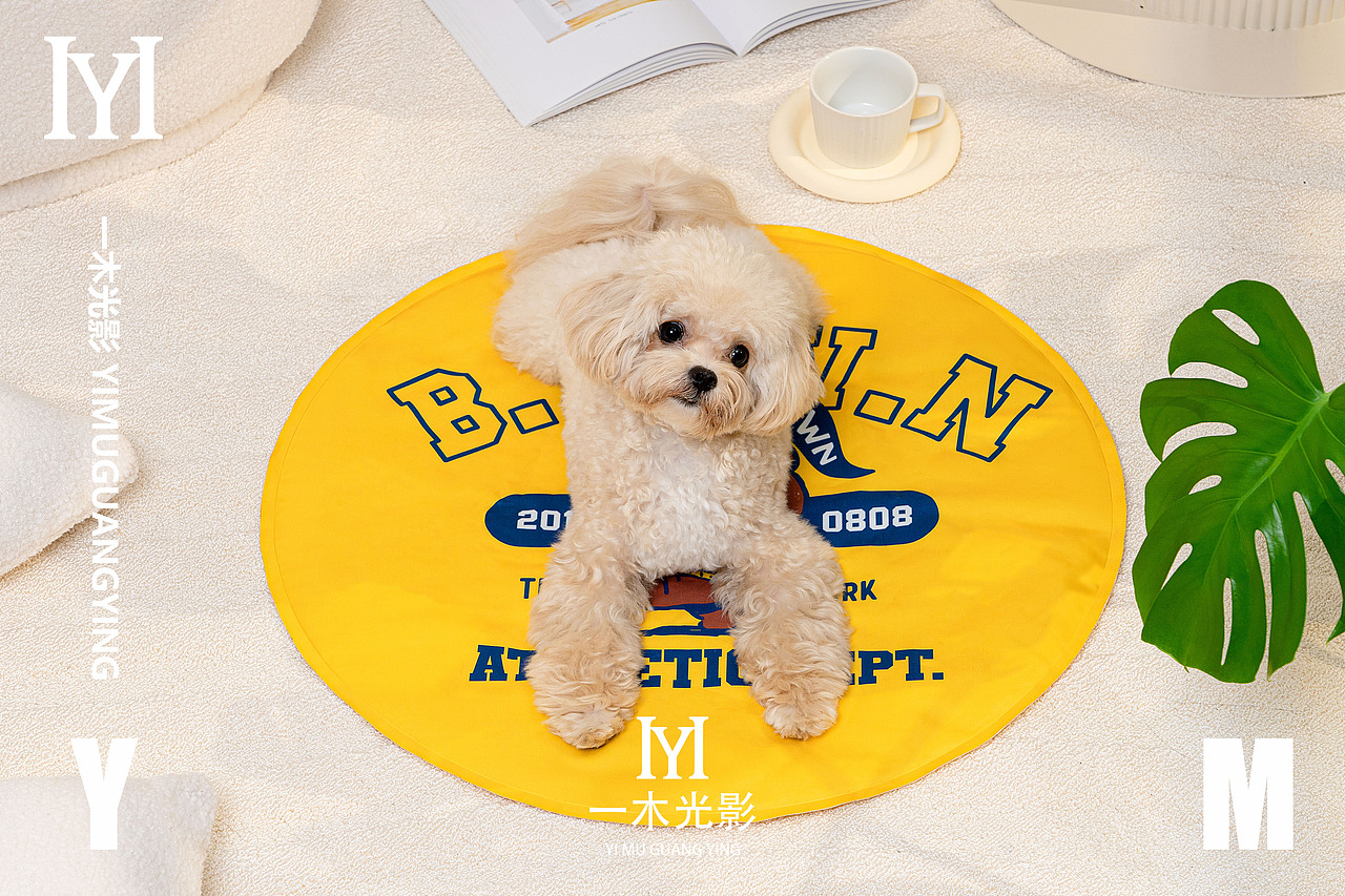 一木光影——yoomi品牌宠物用品拍摄